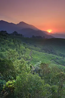 Tea Plantations, Munnar, Western Ghats, Kerala, India