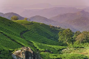 Tea Plantations, Munnar, Western Ghats, Kerala, India