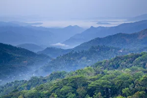Tea Plantations, Munnar, Western Ghats, Kerala, India