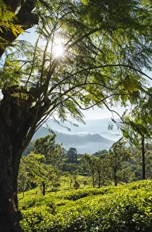 Images Dated 19th July 2017: Tea Plantations near Munnar, Kerala, India