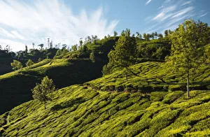 Tea plantations near Top Station, Kerala, India