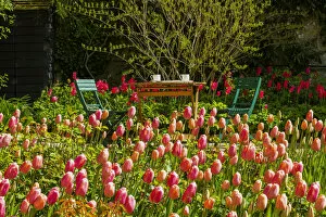 Tea in Tulips, Pashley Manor Gardens, Ticehurst, East Sussex, England
