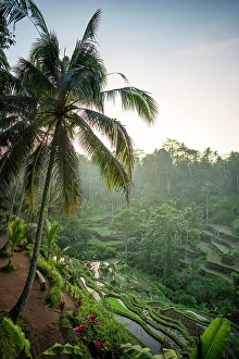 Images Dated 28th February 2023: Tegalalang Rice Terrace, Ubud, Bali, Indonesia