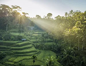 Tegalalang Rice Terraces near Ubud, Bali, Indonesia