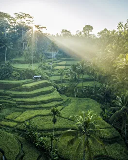 Tegalalang Rice Terraces near Ubud, Bali, Indonesia