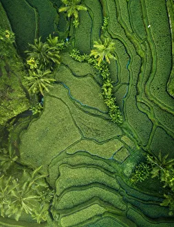 Pattern Prints: Tegalalang Rice Terraces near Ubud, Bali, Indonesia