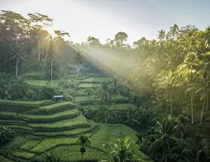 Images Dated 21st June 2019: Tegalalang Rice Terraces near Ubud, Bali, Indonesia