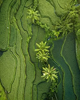 Images Dated 21st June 2019: Tegalalang Rice Terraces near Ubud, Bali, Indonesia