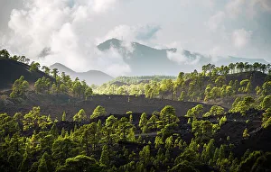 Tenerife Prints: Teide caldera with clouds and trees. Tenerife, Canary Islands, Spain