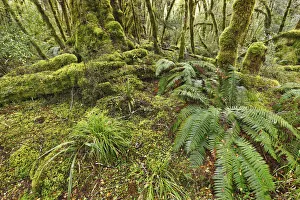 Temperate rainforest with ferns and mosses - New Zealand, South Island, Southland Temperate rainforest with ferns and mosses - New Zealand, South Island, Southland