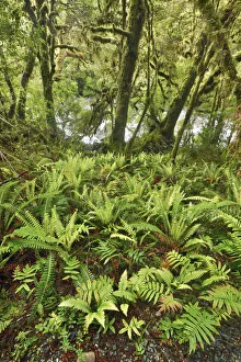 Temperate rainforest with ferns - New Zealand, South Island, Southland, Fiordland Temperate rainforest with ferns - New Zealand, South Island, Southland, Fiordland