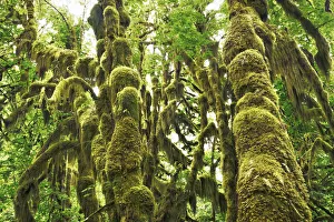 Temperate Rain Forest Prints: Temperate rainforest with moss covered maples - USA, Washington, Jefferson