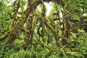 Temperate Rain Forest Prints: Temperate rainforest with moss covered maples - USA, Washington, Jefferson
