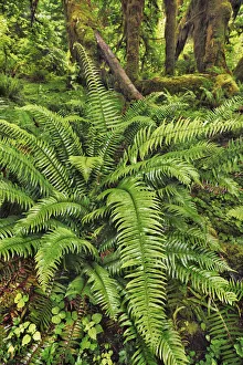 Temperate Rain Forest Prints: Temperate rainforest with moss covered maples - USA, Washington, Jefferson