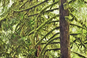Temperate Rain Forest Prints: Temperate rainforest with moss covered spruces - USA, Oregon, Hood River