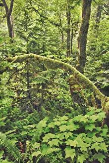Temperate Rain Forest Prints: Temperate rainforest with moss covered trees - USA, Oregon, Multnomah