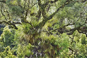 Temperate Rain Forest Prints: Temperate rainforest - New Zealand, North Island, Gisborne, Te Urewera National Park