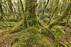 Temperate Rain Forest Prints: Temperate rainforest overgrown with mosses - New Zealand, South Island, Southland