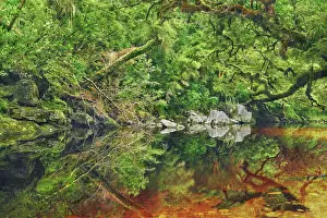 Temperate Rain Forest Prints: Temperate rainforest with tannin containing brook - New Zealand, South Island, West Coast
