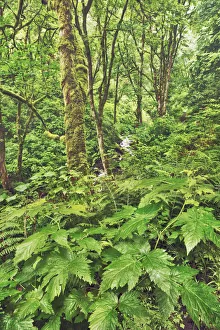 Temperate Rain Forest Prints: Temperate rainforest - USA, Oregon, Multnomah, Latourell Falls - Cascade Range