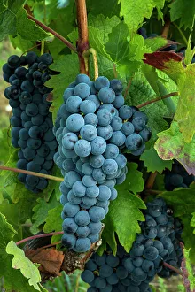 Grape Prints: Tempranillo Grapes, Rioja Region, Spain