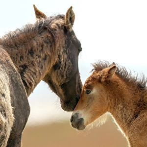 Sable Island Prints: A tender moment between a horse and her foal