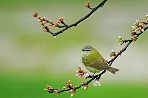 Winnipeg Prints: Tennessee warbler (Vermivora peregrina) in Nanking Cherry Winnipeg, Manitoba, Canada