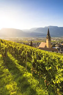 Images Dated 30th August 2018: Termeno, Bolzano province, Trentino Alto Adige, Italy Views of the vineyards and the