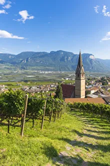 Termeno, Bolzano province, Trentino Alto Adige, Italy Views of the vineyards