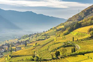 Termeno / Tramin, province of Bolzano, South Tyrol, Italy, Europe