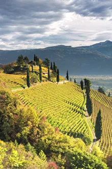 Termeno / Tramin, province of Bolzano, South Tyrol, Italy, Europe