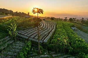 Farmhouse Prints: Terraced fields at dawn, Nepal Van Java, Magelang, Central Java, Indonesia