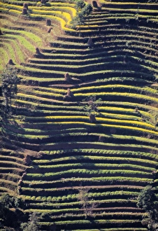 Gandaki Gallery: Terraced Hillside
