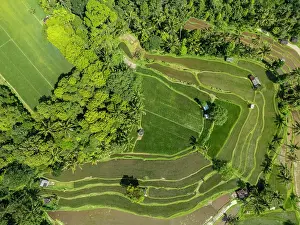 Rice Fields Prints: Terraced rice fields, northern Bali, Bali, Indonesia