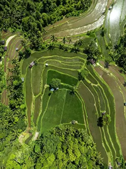 Rice Fields Prints: Terraced rice fields, northern Bali, Bali, Indonesia