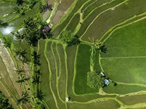Rice Fields Prints: Terraced rice fields, northern Bali, Bali, Indonesia