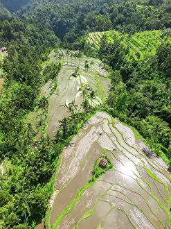 Rice Fields Prints: Terraced rice fields, northern Bali, Bali, Indonesia