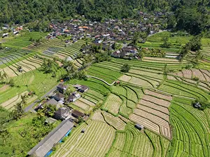 East Bali Prints: Terraced rice fields, Sideman, Bali, Indonesia