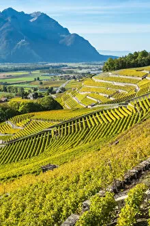 Terraced vineyards in autumn during harvest season, Aigle, Vaud Canton, Switzerland