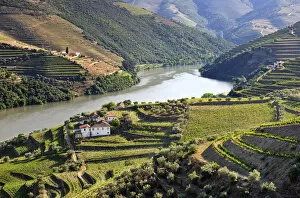 Images Dated 15th August 2011: Terraced vineyards in Chanceleiros, Douro region, a Unesco World heritage site. Portugal
