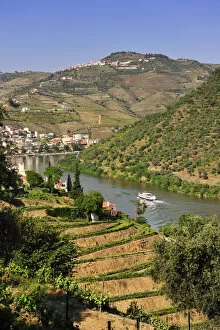 Images Dated 15th August 2011: Terraced vineyards in the Douro region, a Unesco World heritage site. Portugal