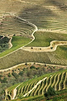 Terraced vineyards along the Douro river during the grapes harvest. Ervedosa do Douro
