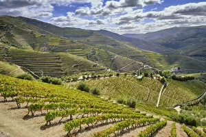 Images Dated 10th November 2020: Terraced vineyards at Ervedosa do Douro. Alto Douro, a Unesco World heritage site