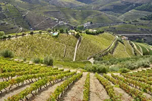 Images Dated 10th November 2020: Terraced vineyards at Ervedosa do Douro. Alto Douro, a Unesco World heritage site