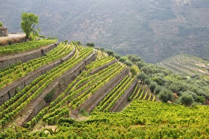 Terraced vineyards in Vale Mendiz. Alto Douro, a Unesco World Heritage Site, Portugal