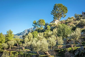 Terraces Prints: Terraces in the mountain village of Deia