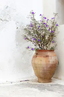 Emporio Prints: Terracotta urn with plant against white wall
