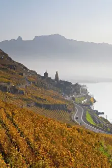 Vaud Prints: Terrasses de Lavaux Vineyards, Lake Geneva (Lac Leman), Vaud, Switzerland