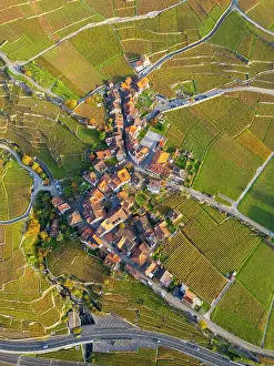 Vaud Prints: Terrasses de Lavaux Vineyards, Lake Geneva (Lac Leman), Vaud, Switzerland
