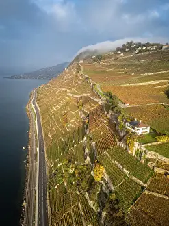 Vaud Prints: Terrasses de Lavaux Vineyards, Lake Geneva (Lac Leman), Vaud, Switzerland